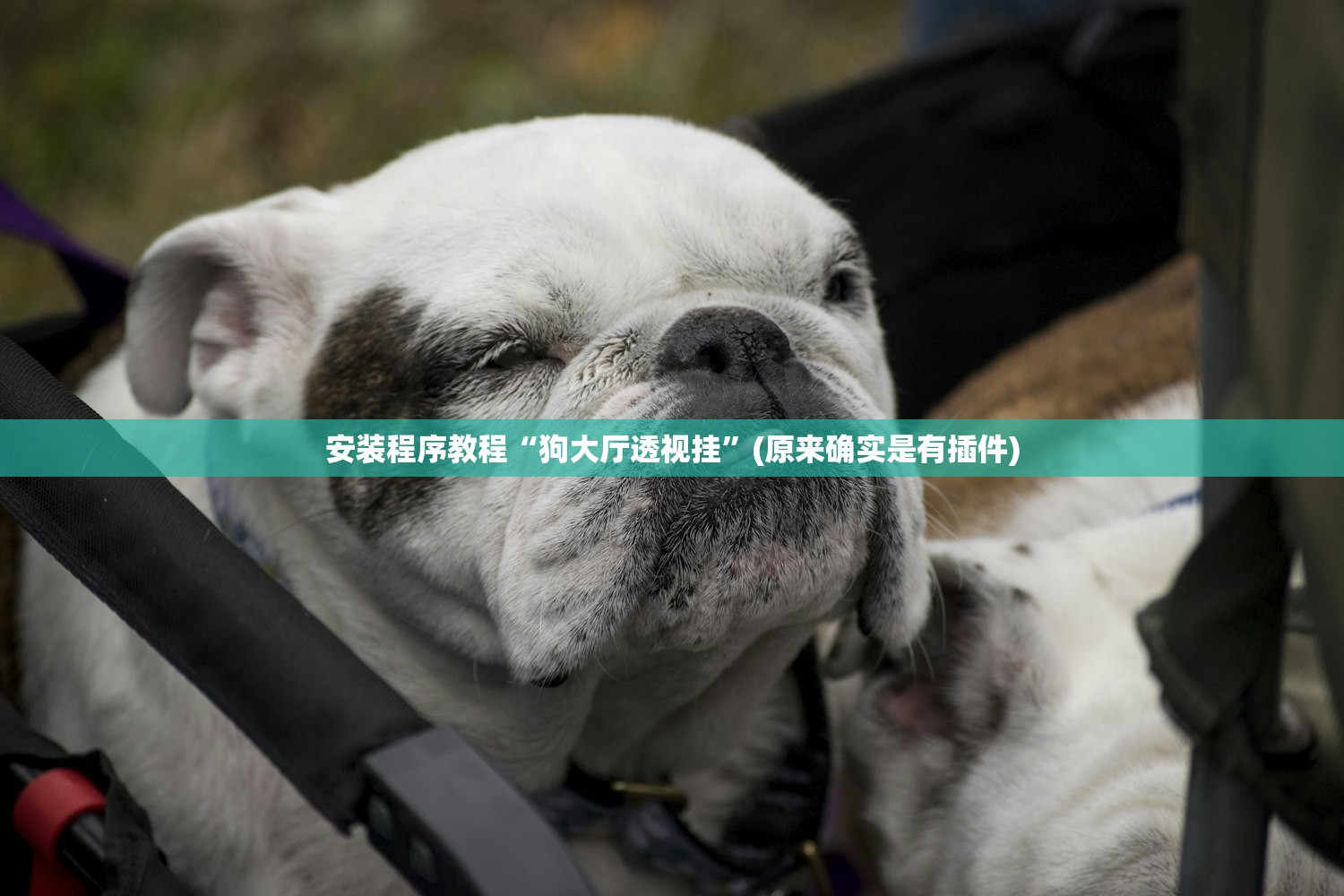 安装程序教程“狗大厅透视挂”(原来确实是有插件)